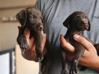 Braco Alemán de Pelo Corto perros Camada bracos alemanes - Anuncio 1