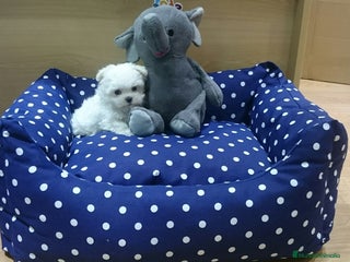 Bichón Maltés perros en Barcelona - Anuncio 1