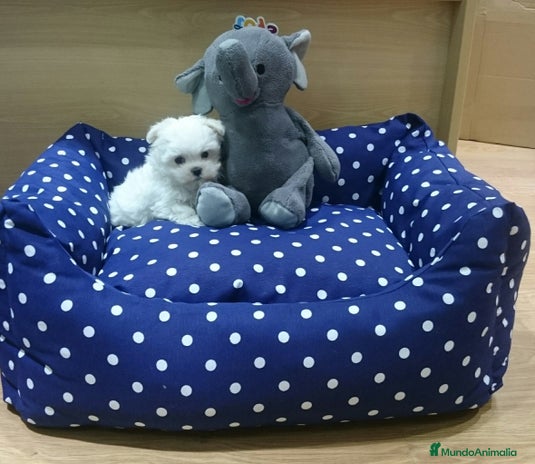 Bichón Maltés perros en Barcelona - Anuncio 1
