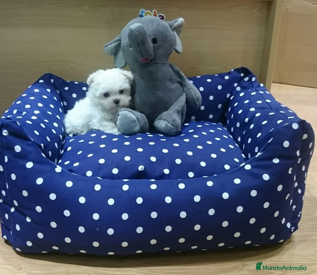 Bichón Maltés perros en venta: Cachorritos de Bichón Maltés en Barcelona - Anuncio 1