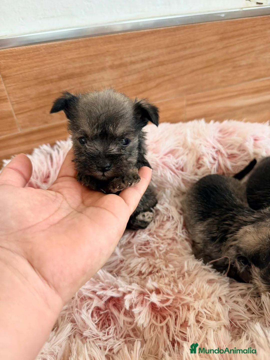Schnauzer Miniatura perros en venta: Schnauzer mini  - Anuncio 5