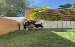 Chihuahua perros en venta: CHIHUAHUA HEMBRA - Imagen 17