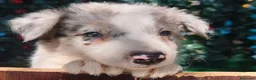 Border Collie perros en venta: Borde collie  - Anuncio 4