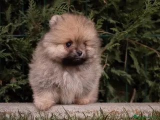 Pomerania perros Camada Pomerania toy - Anuncio 18