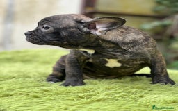 Bulldog Francés perros en venta: Bulldog atigrado  - Imagen 7