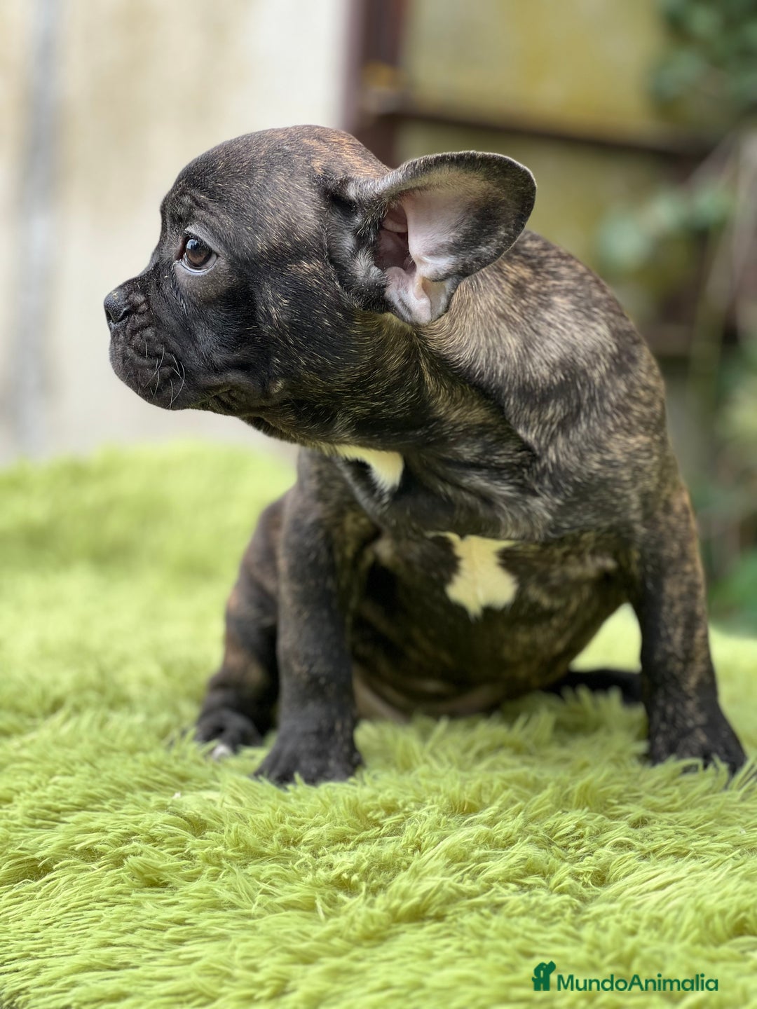 Bulldog Francés perros en venta: Bulldog atigrado  - Imagen 7
