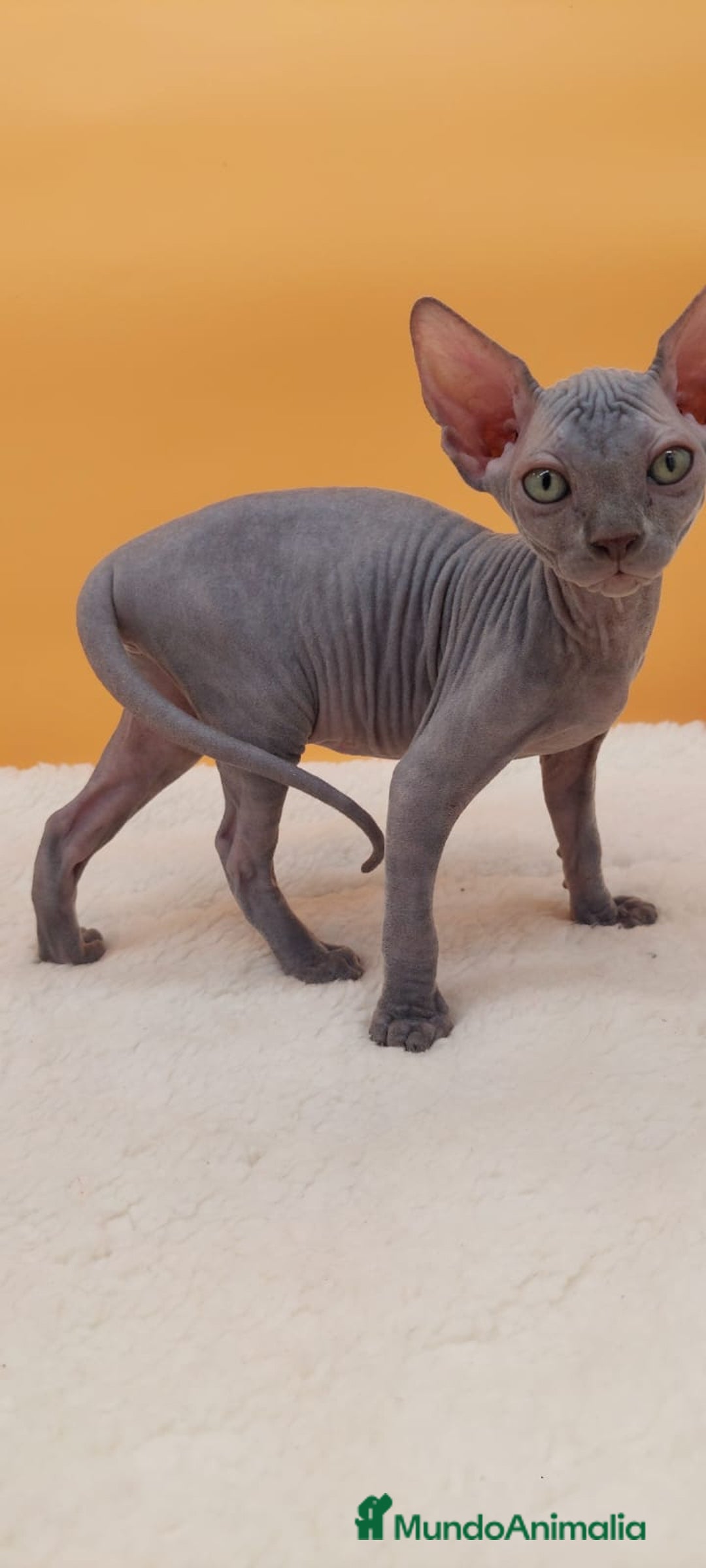 Sphynx gatos en venta: Preciosa camada de gatitos sphynx  - Imagen 15