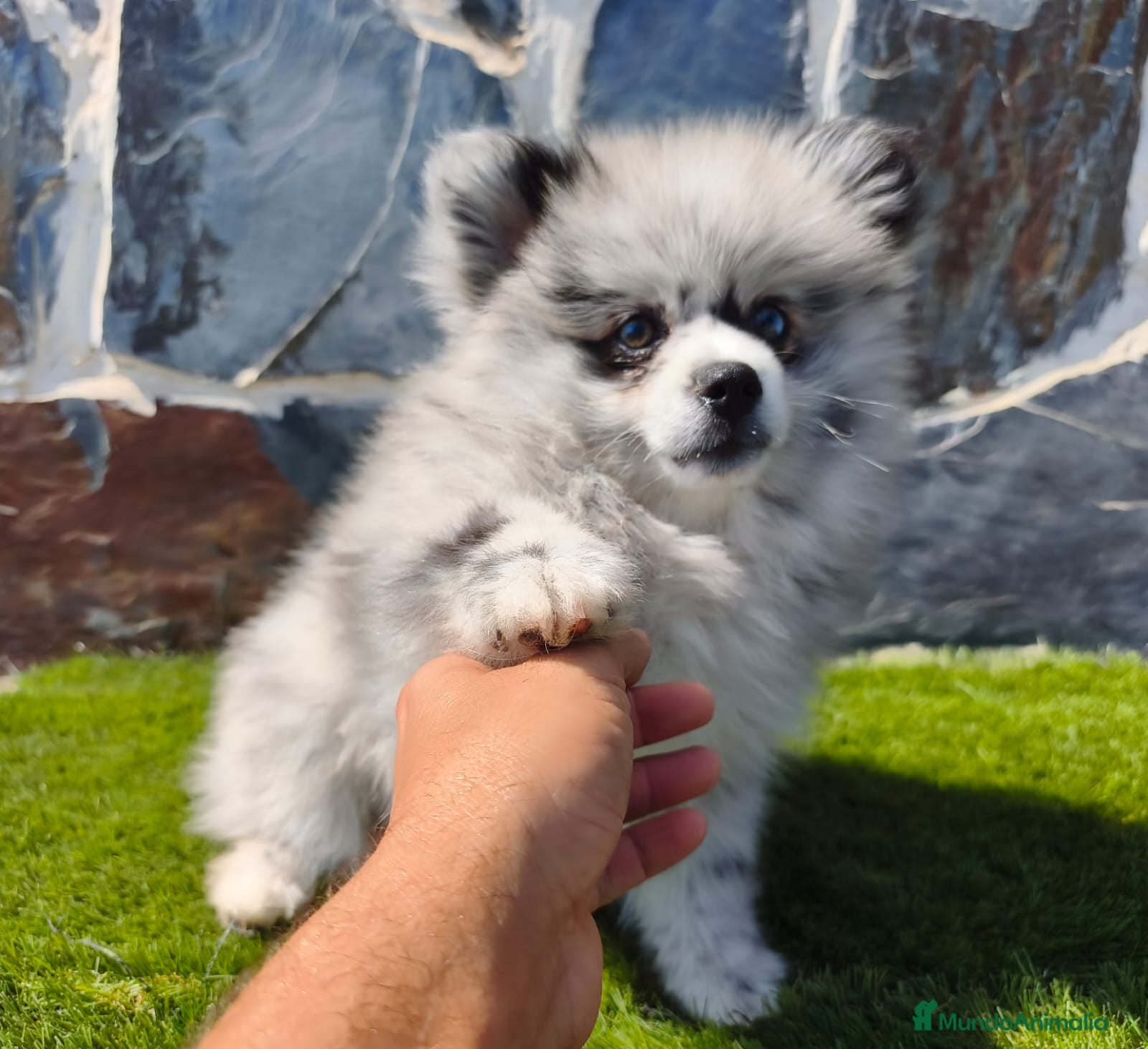 Spitz pequeño - Kleinspitz perros SPITZ ALEMÁN. POMERANIA - Anuncio 16