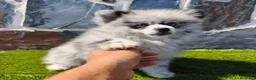Spitz pequeño - Kleinspitz perros en venta: SPITZ ALEMÁN. POMERANIA - Anuncio 1