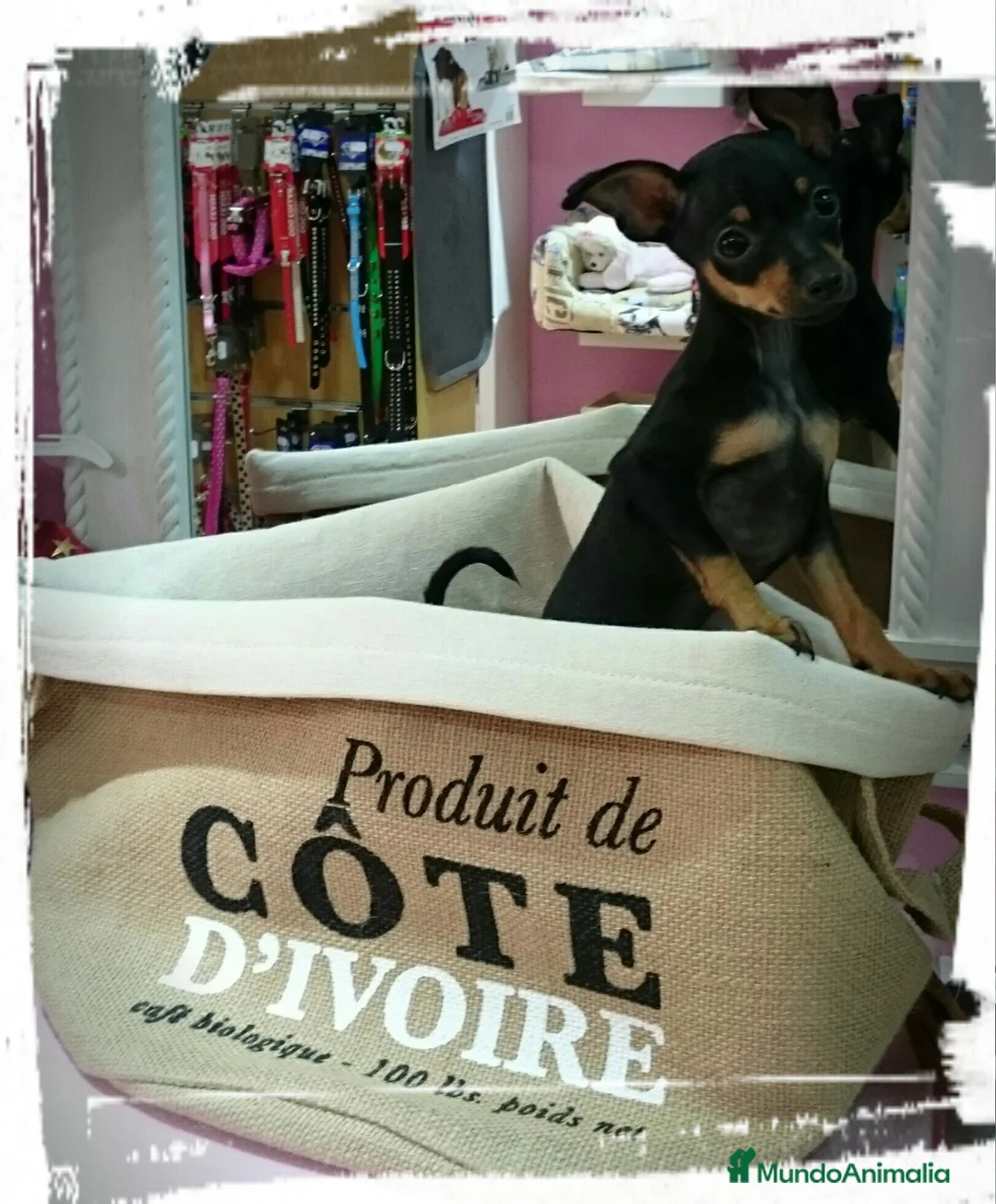 Ratón de Praga perros en venta: Ratón de Praga supermini en Barcelona - Anuncio 2