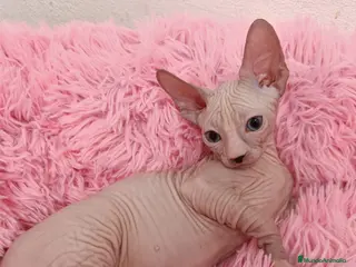Sphynx gatos Preciosos machitos ojos azules - Anuncio 28
