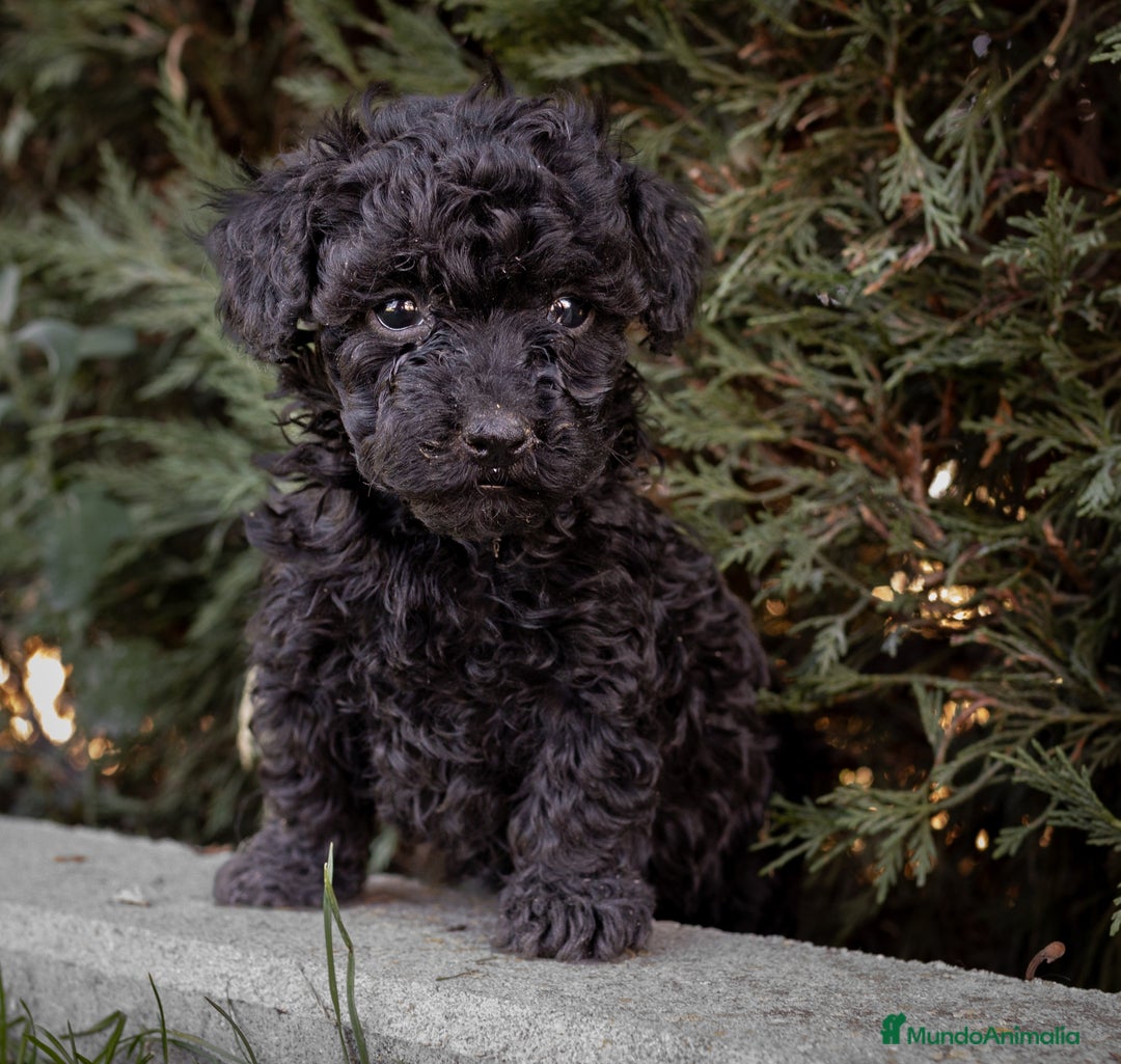 Caniche Toy perros en venta: Camada caniche Toy negro - Imagen 4