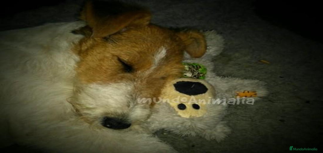 Imagen de galería {{count}}