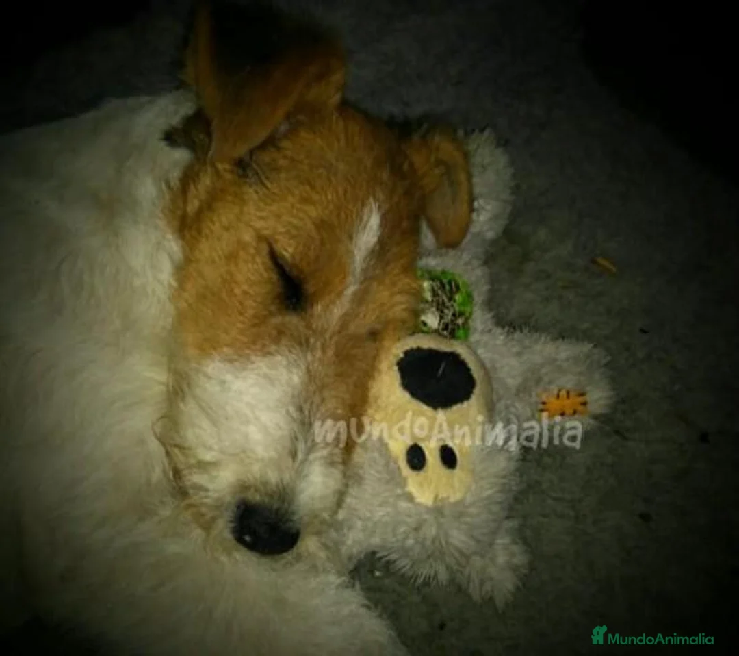 Imagen de galería {{count}}