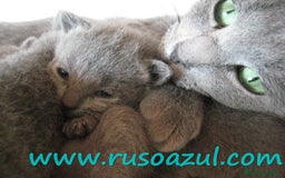 Azul Ruso gatos en venta: Azul Ruso disponibles - Anuncio 5
