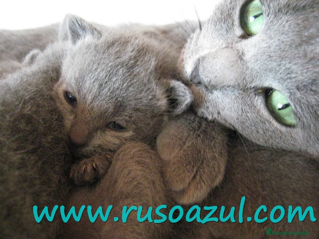 Azul Ruso gatos en venta: Azul Ruso disponibles - Anuncio 5