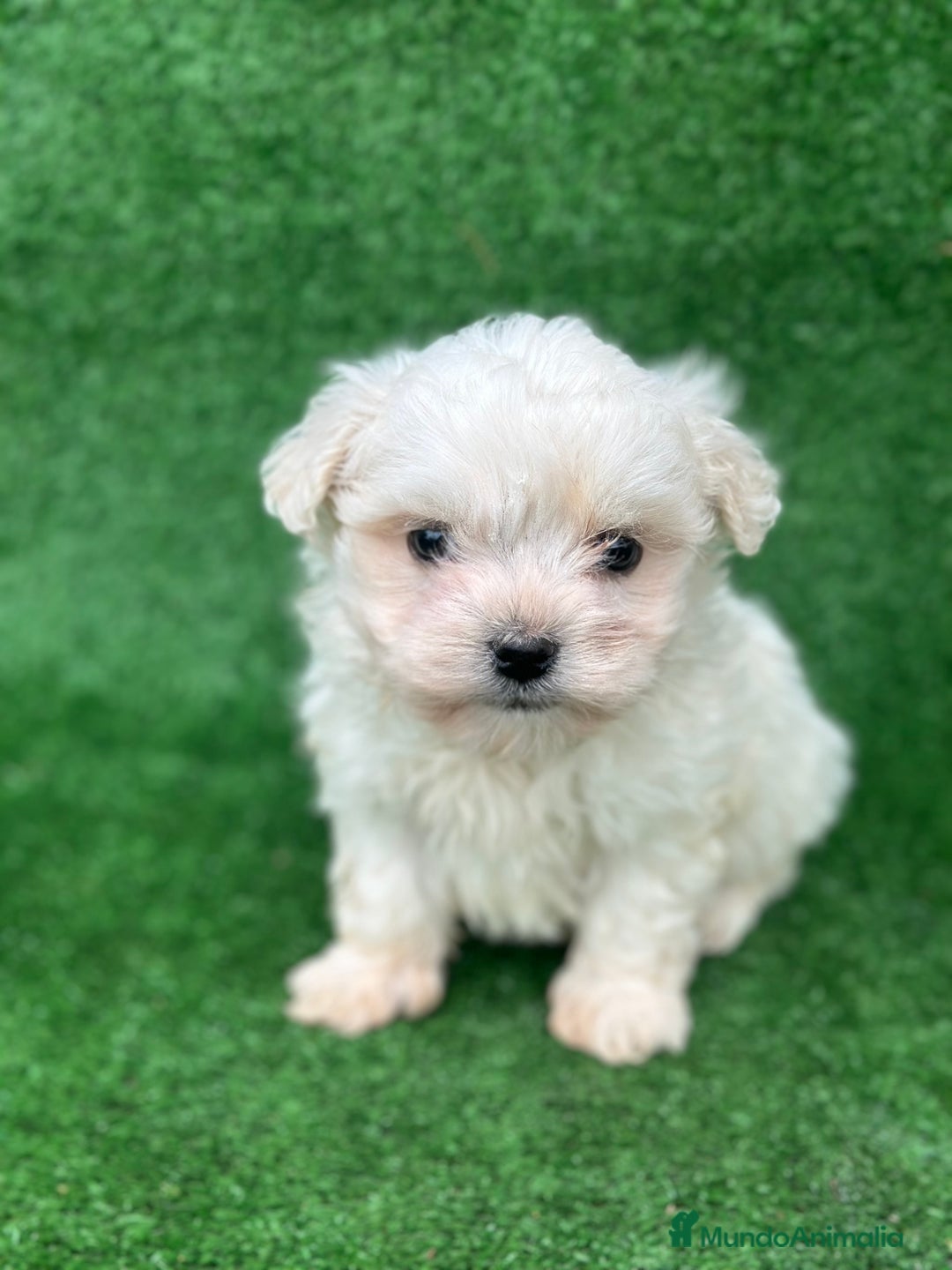 Bichón Maltés perros en venta: Bichon maltés miniatura  - Anuncio 1