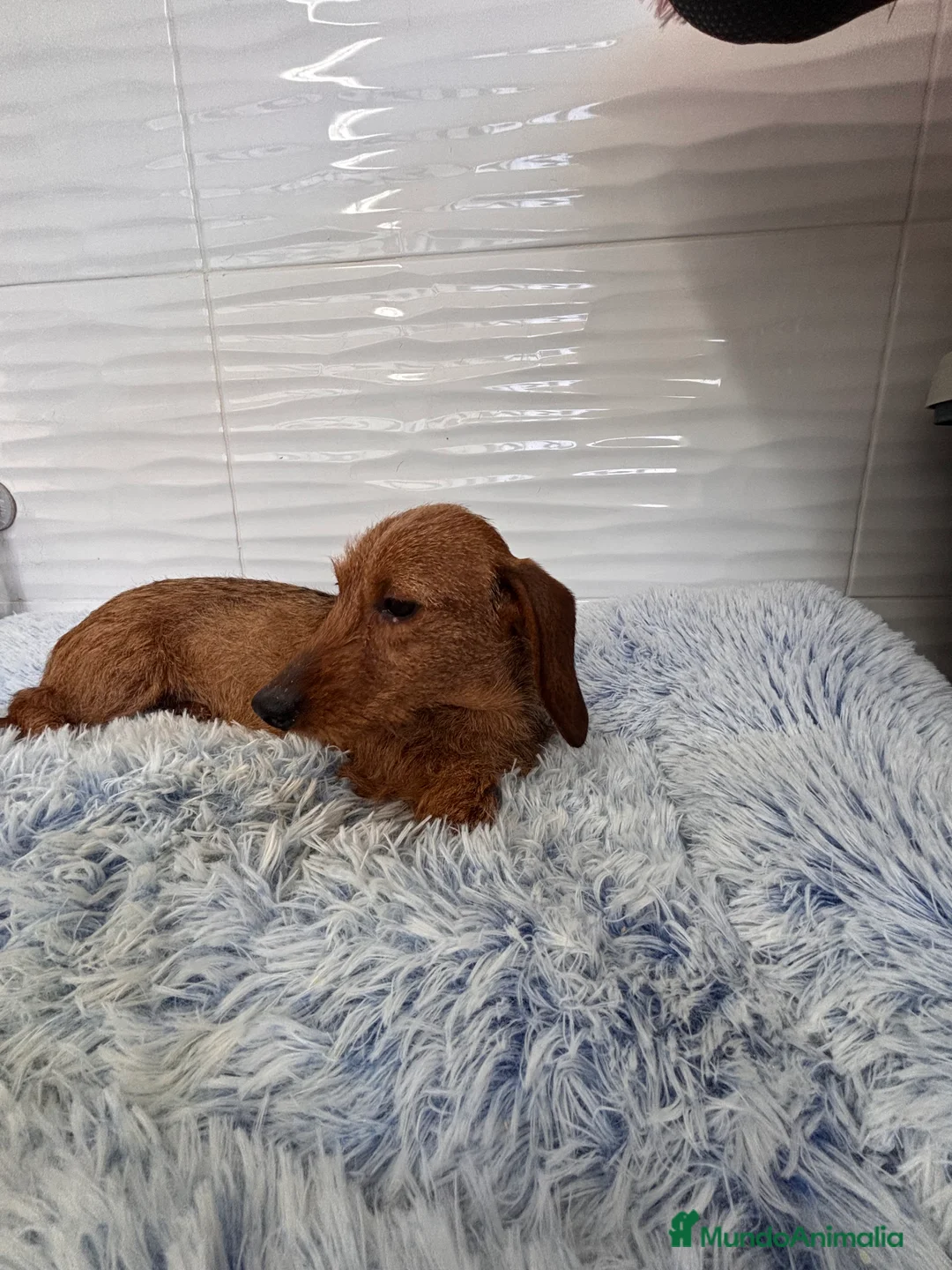 Teckel perros en venta: TECKEL KANINCHEN PELO DURO - Anuncio 4