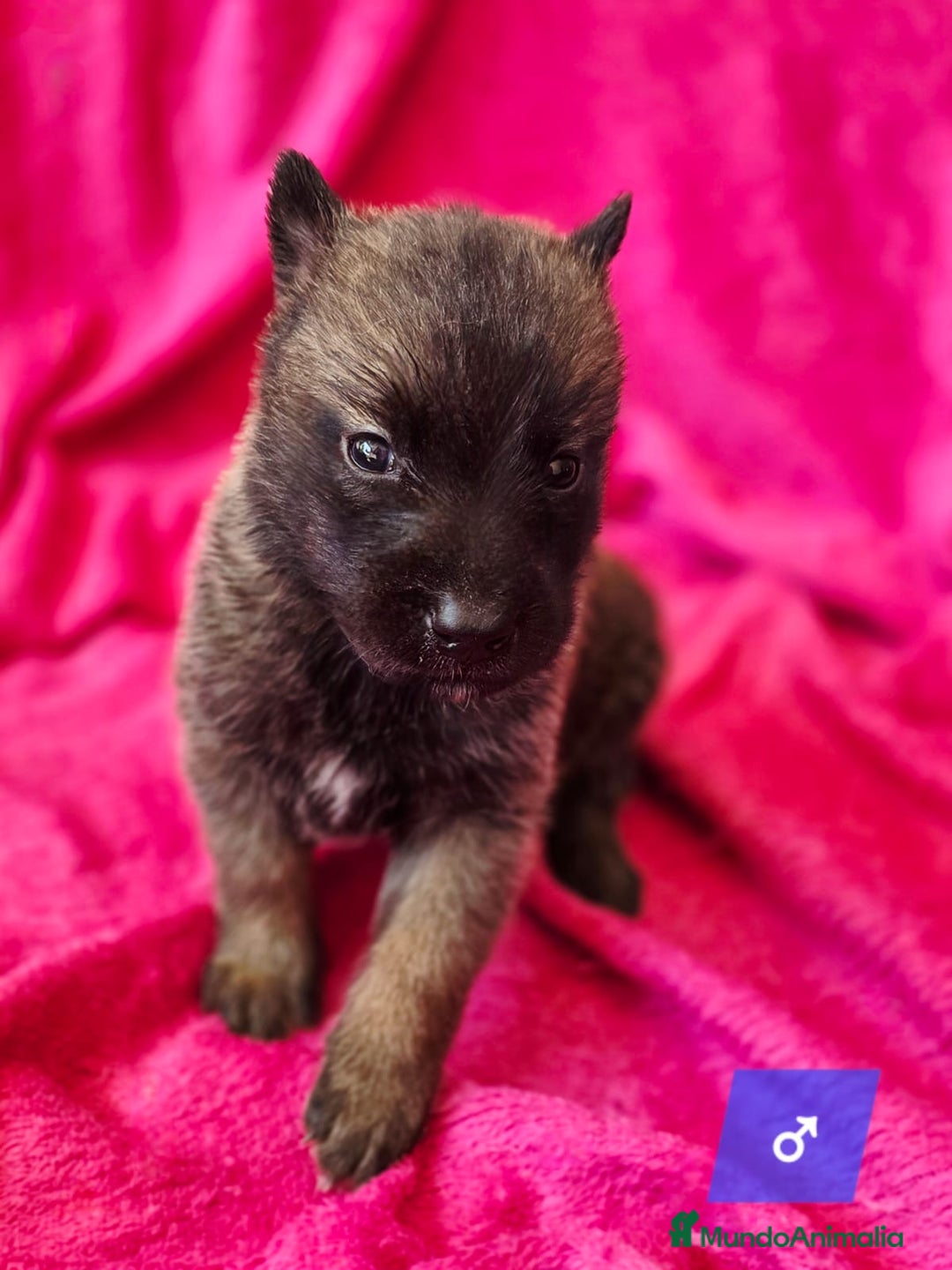 Pastor Belga Malinois perros en venta: Malinoi - Imagen 7