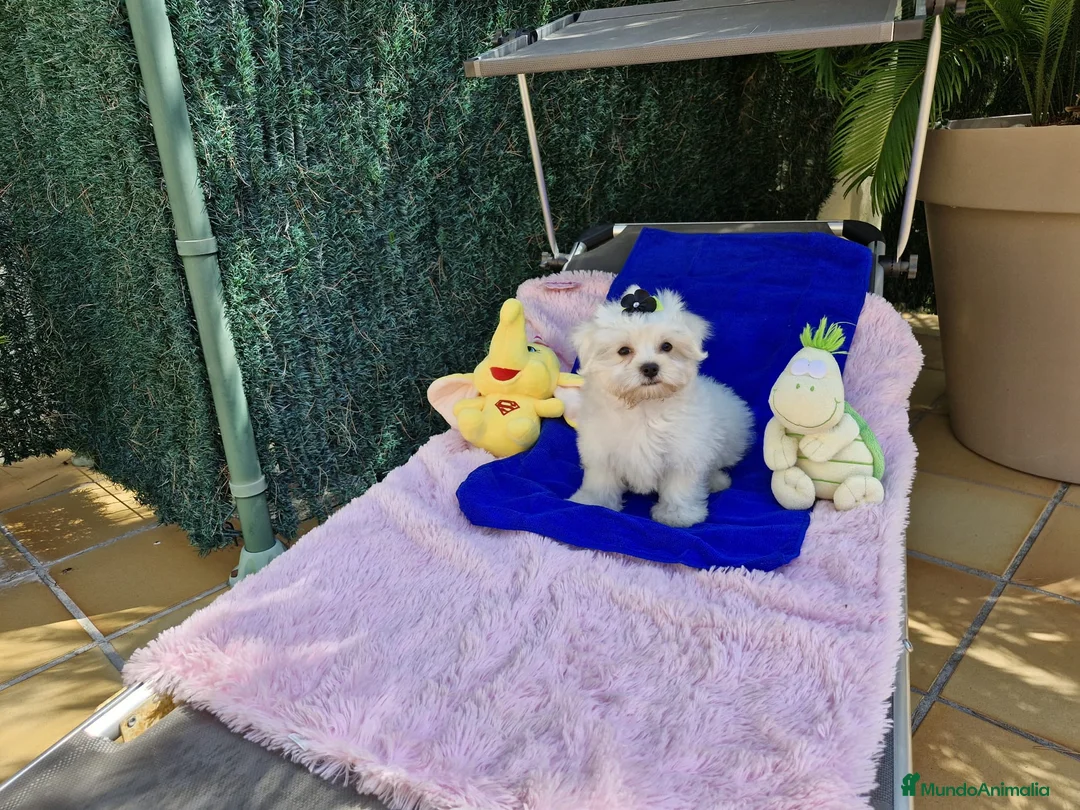 Bichón Maltés perros en venta: Bichon Maltés preciosos  en Barcelona - Anuncio 2