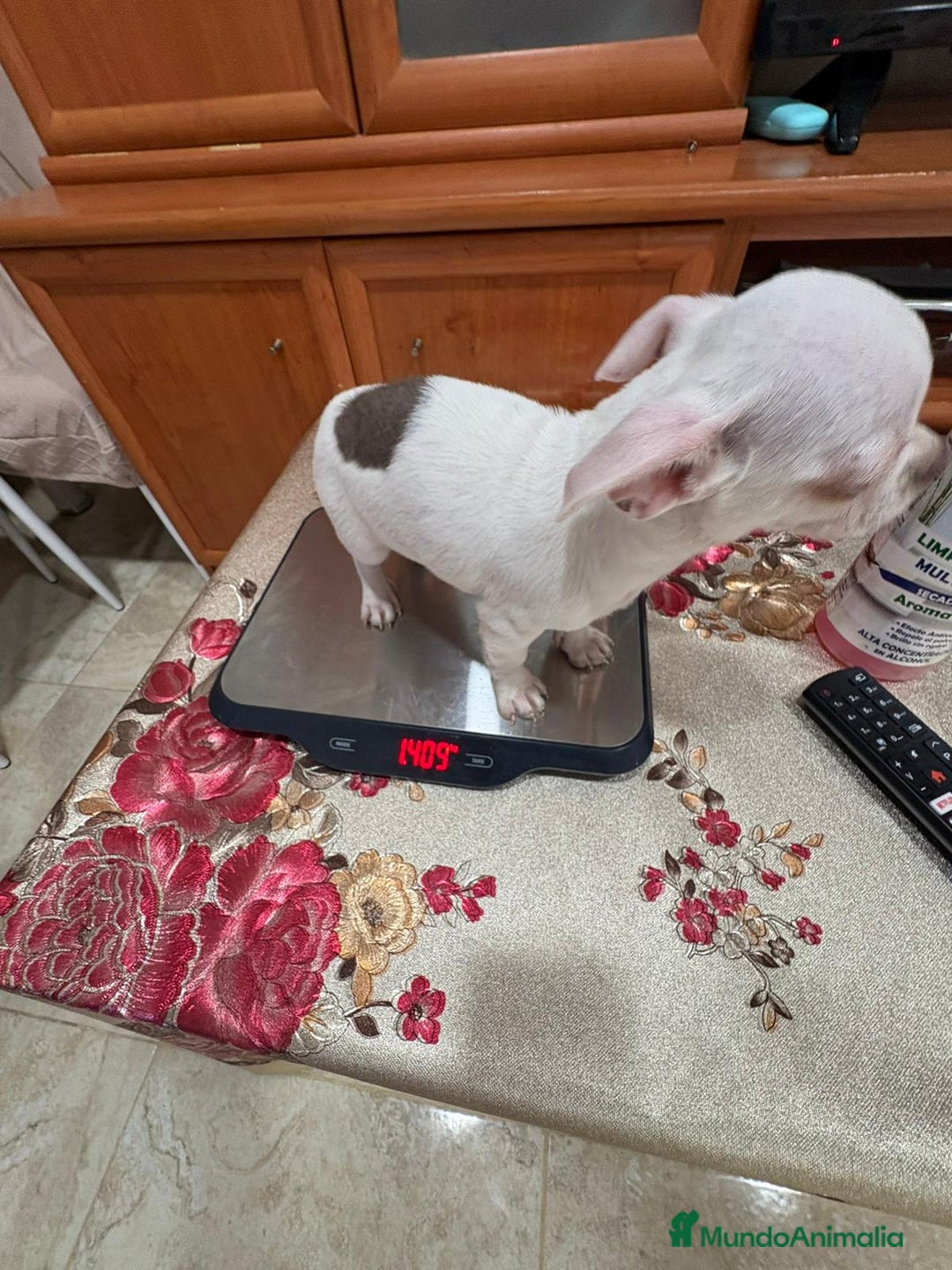 Chihuahua perros en venta: Chihuahua macho - Anuncio 5
