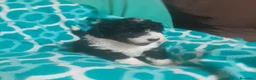 Perro de Agua Español perros en venta: PERROS DE AGUA ESPAÑOL - Anuncio 20