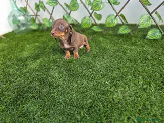 Teckel perros TECKEL MINI - Anuncio 1