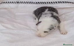Border Collie perros en venta: Border collie  - Imagen 10