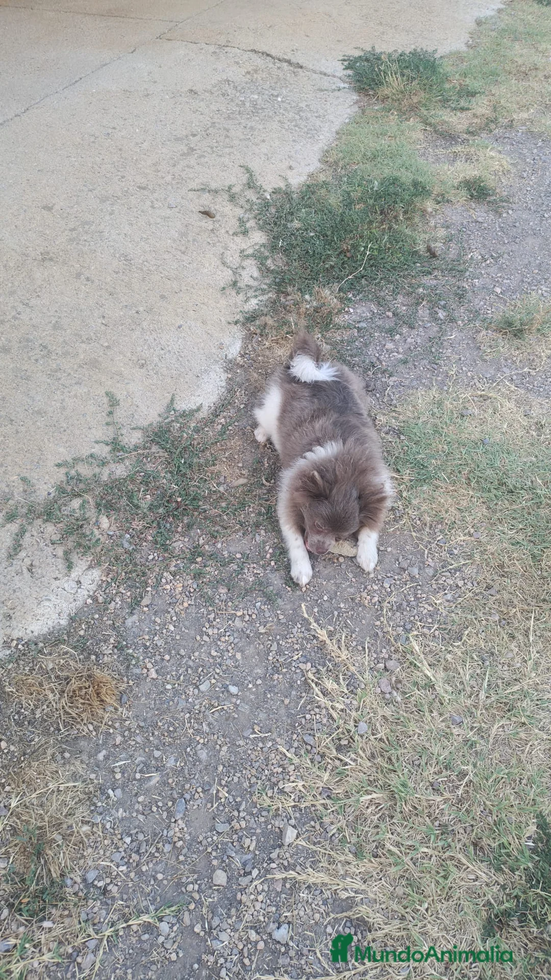 Pomerania perros en venta: Pomerañia toy - Anuncio 2