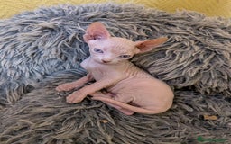 Sphynx gatos en venta: GATO EGIPCIO MACHO - Imagen 3