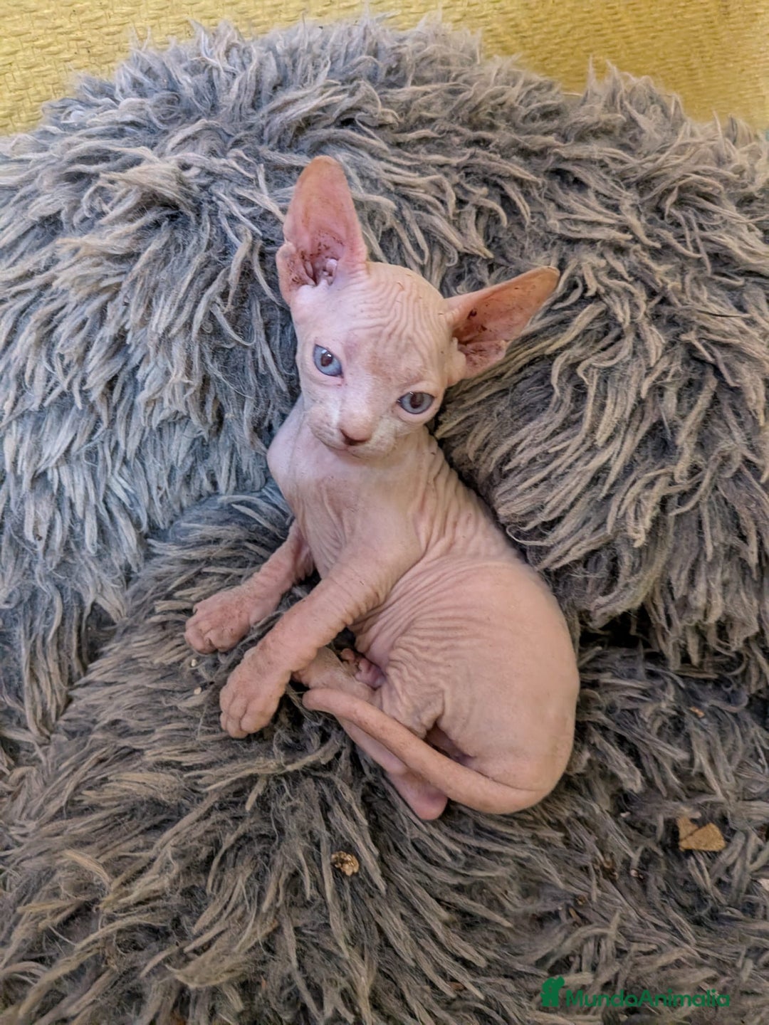 Sphynx gatos en venta: GATO EGIPCIO MACHO - Imagen 3