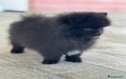 Pomerania perros en venta: 🐾 Prodigy y Monk – Pomerania con carácter 🌟 - Imagen 15