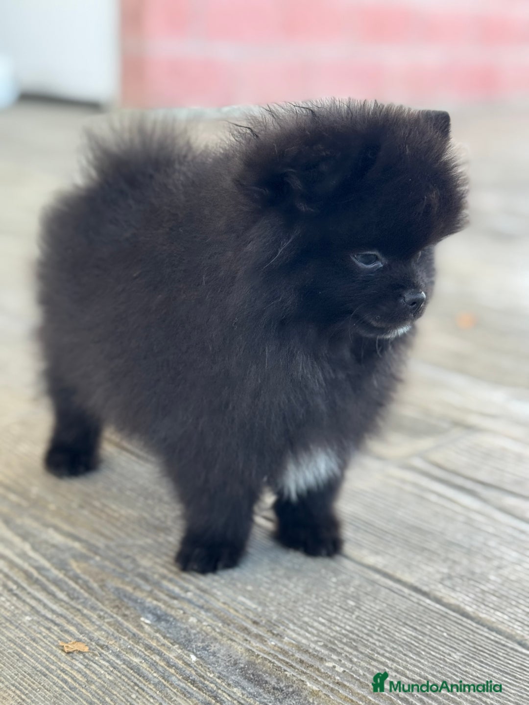 Pomerania perros en venta: 🐾 Prodigy y Monk – Pomerania con carácter 🌟 - Imagen 15