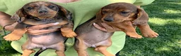 Teckel Miniatura perros en venta: Preciosa hembrita y macho Teckel mini choco Merle  - Anuncio 3