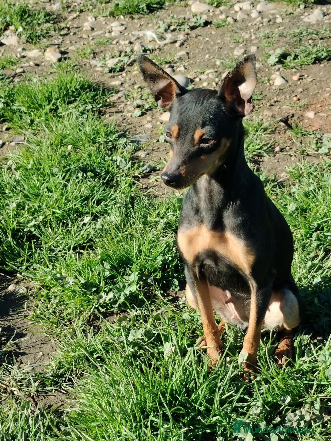 Pinscher Miniatura perros en venta: Pincher miniatura  en Badajoz - Anuncio 2