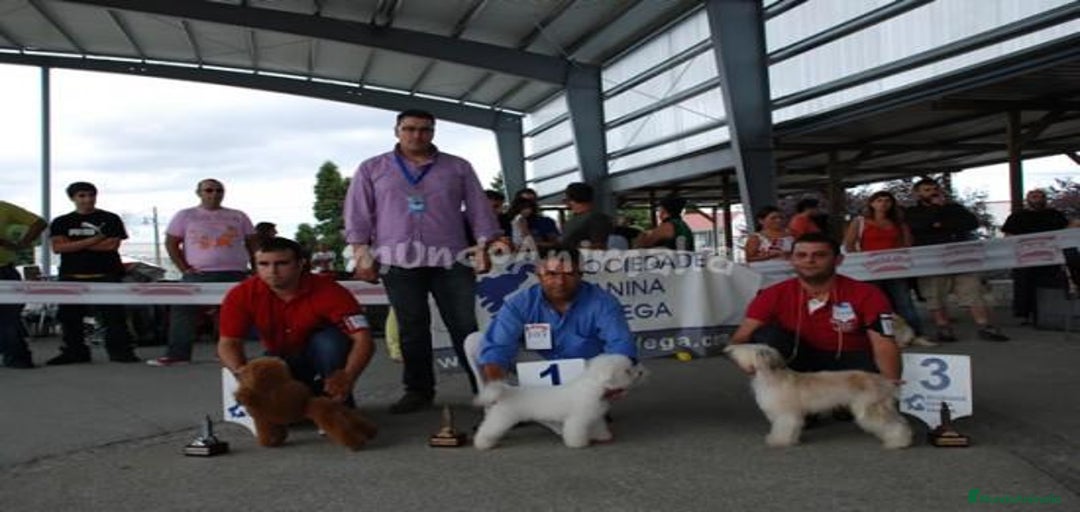 Imagen de galería {{count}}