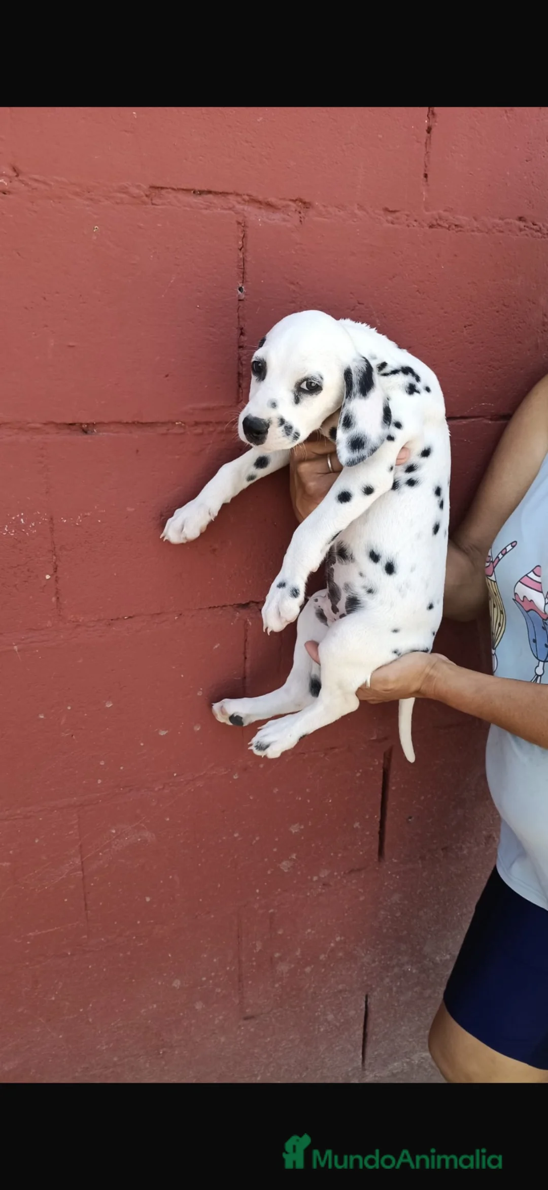 Dálmata perros en venta: Último macho de dálmata🐶🐾 en Málaga - Anuncio 2