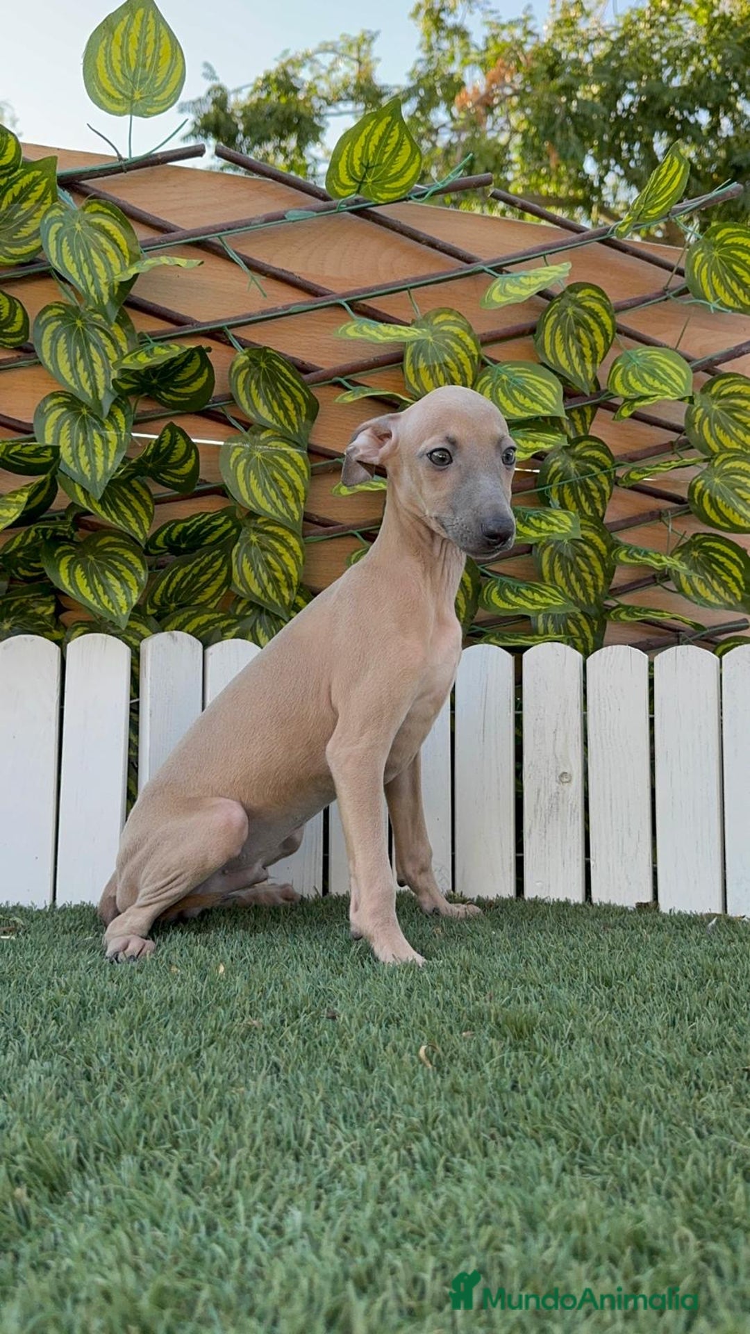 Pequeño Lebrel Italiano perros en venta: PICCOLO ISABELA macho - Imagen 10