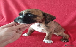 Boxer perros en venta: Boxer - Imagen 2