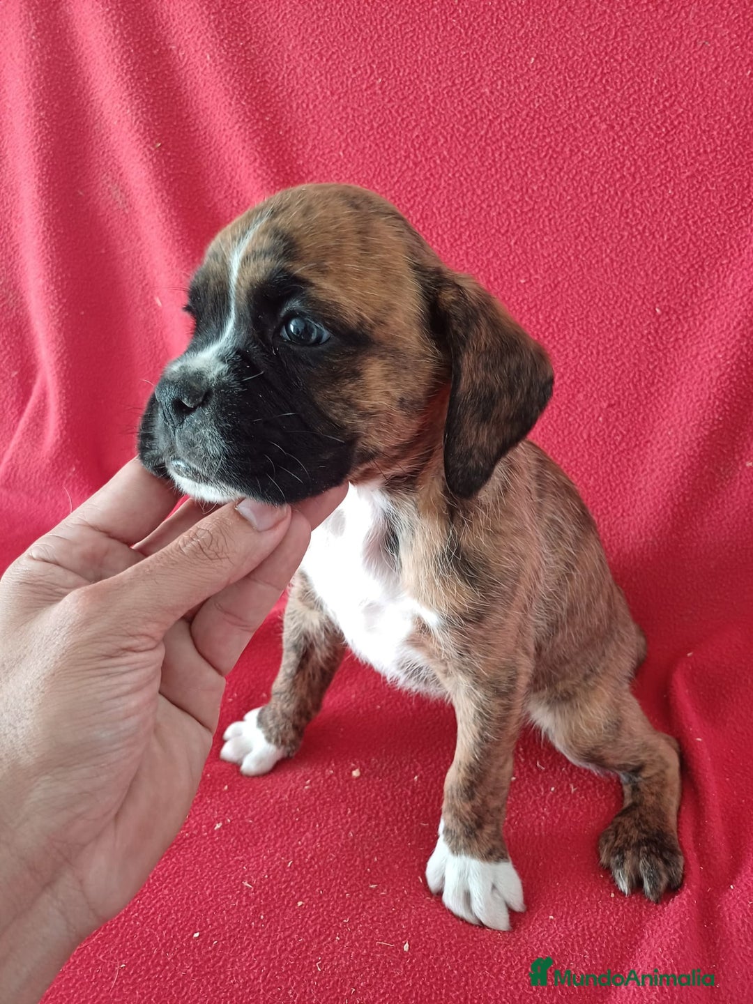 Boxer perros en venta: Boxer - Imagen 2