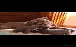 American Staffordshire-Terrier perros en venta: American Stanford  - Imagen 4