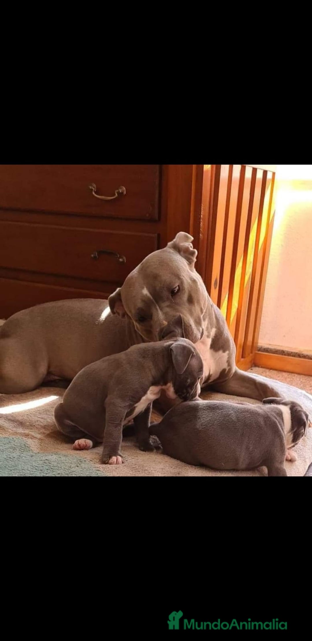 American Staffordshire-Terrier perros en venta: American Stanford  - Imagen 4