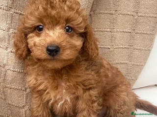 Caniche Toy perros Caniche Macho 7351 de Bella AQUANATURA en Barcelona - Anuncio 14