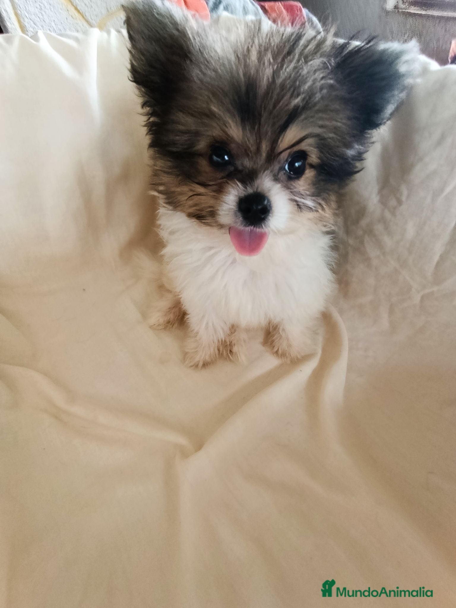 Pomerania perros Pomerania  - Anuncio 1