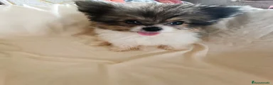 Pomerania 1