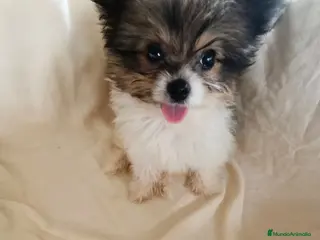 Pomerania perros Pomerania - Anuncio 1