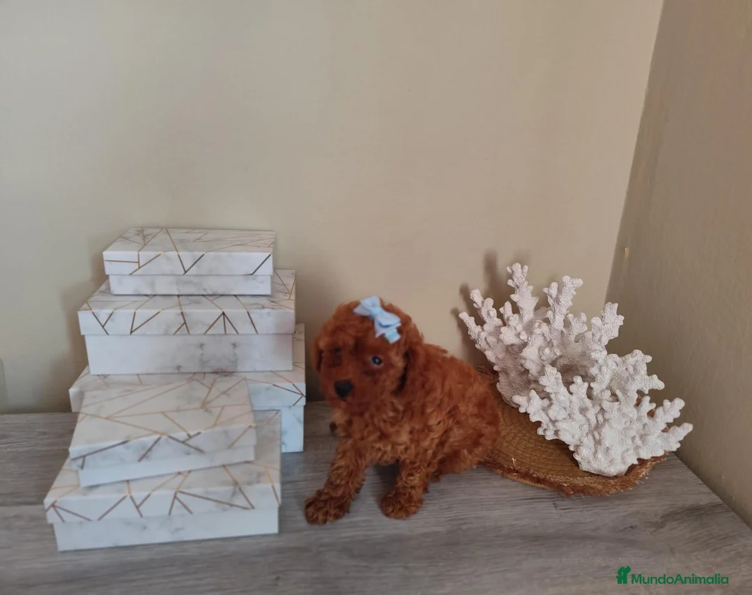 Caniche Toy perros en venta: Caniche toy toy - Anuncio 2