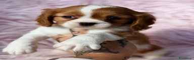 Cavalier King Charles Spaniel 1