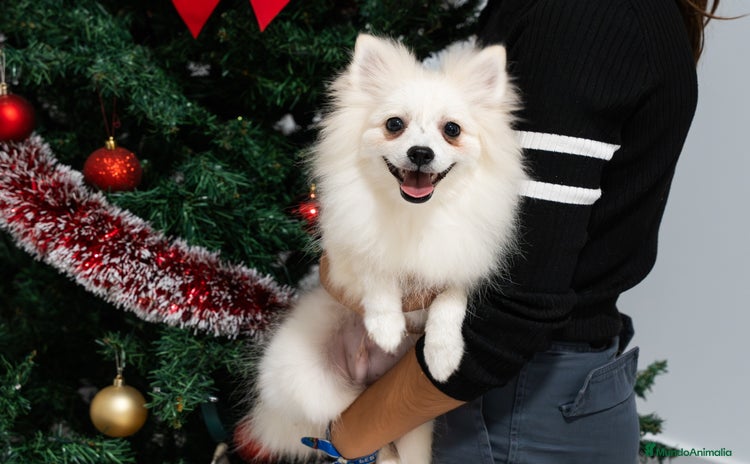 Pomerania perros Último Pomerania macho disponible!  - Anuncio 1