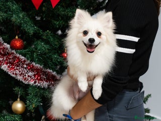 Pomerania perros Último Pomerania macho disponible! - Anuncio 1